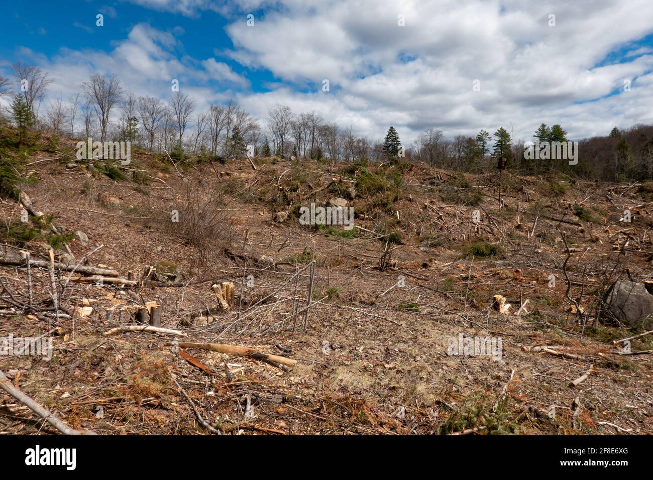Ein Gebiet, das in den Adirondack Mountains, NY, für die Papierindustrie klar von Bäumen gesäumt war. Stockfoto