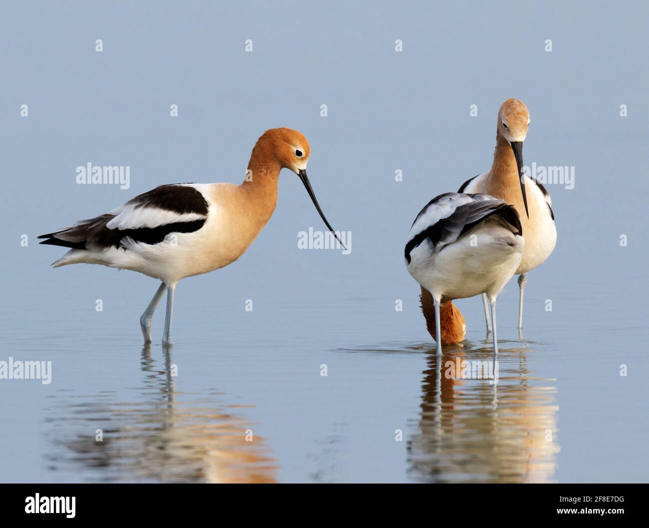 Amerikanische Avocets (Recurvirostra americana), die im Gezeitenmoor fressen, Galveston, Texas, USA Stockfoto