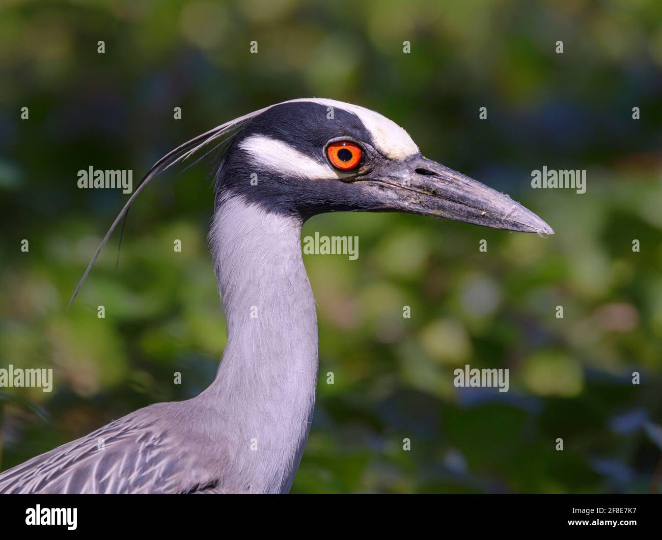 Gelber Nachtreiher (Nyctanassa violacea), Nahaufnahme, Brazos Bend State Park, Texas, USA. Stockfoto