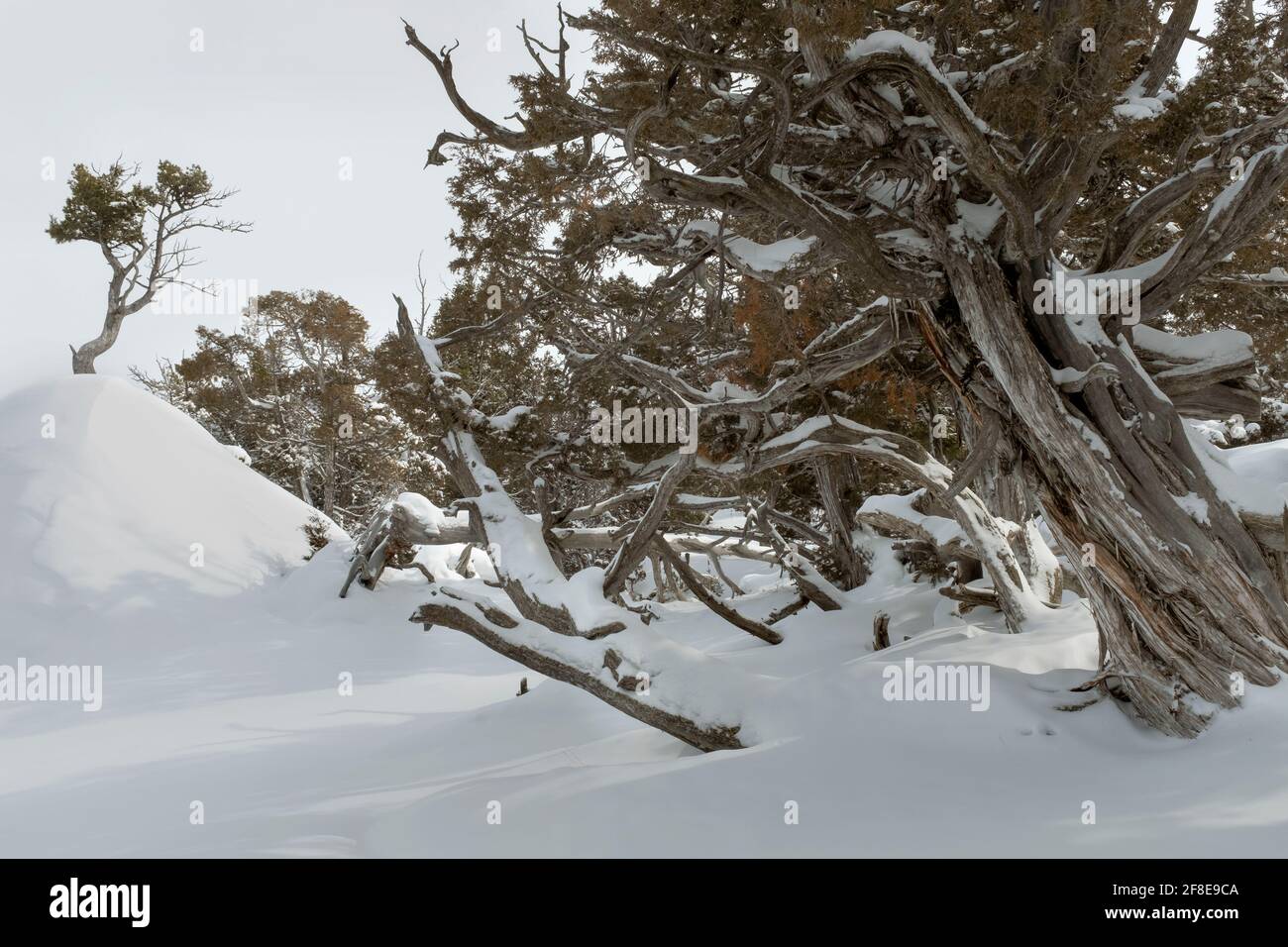 WY04641-00...WYOMING - Bäume in der Upper Terraces Area von Mammoth Hot Springs im Yellowstone National Park. Stockfoto