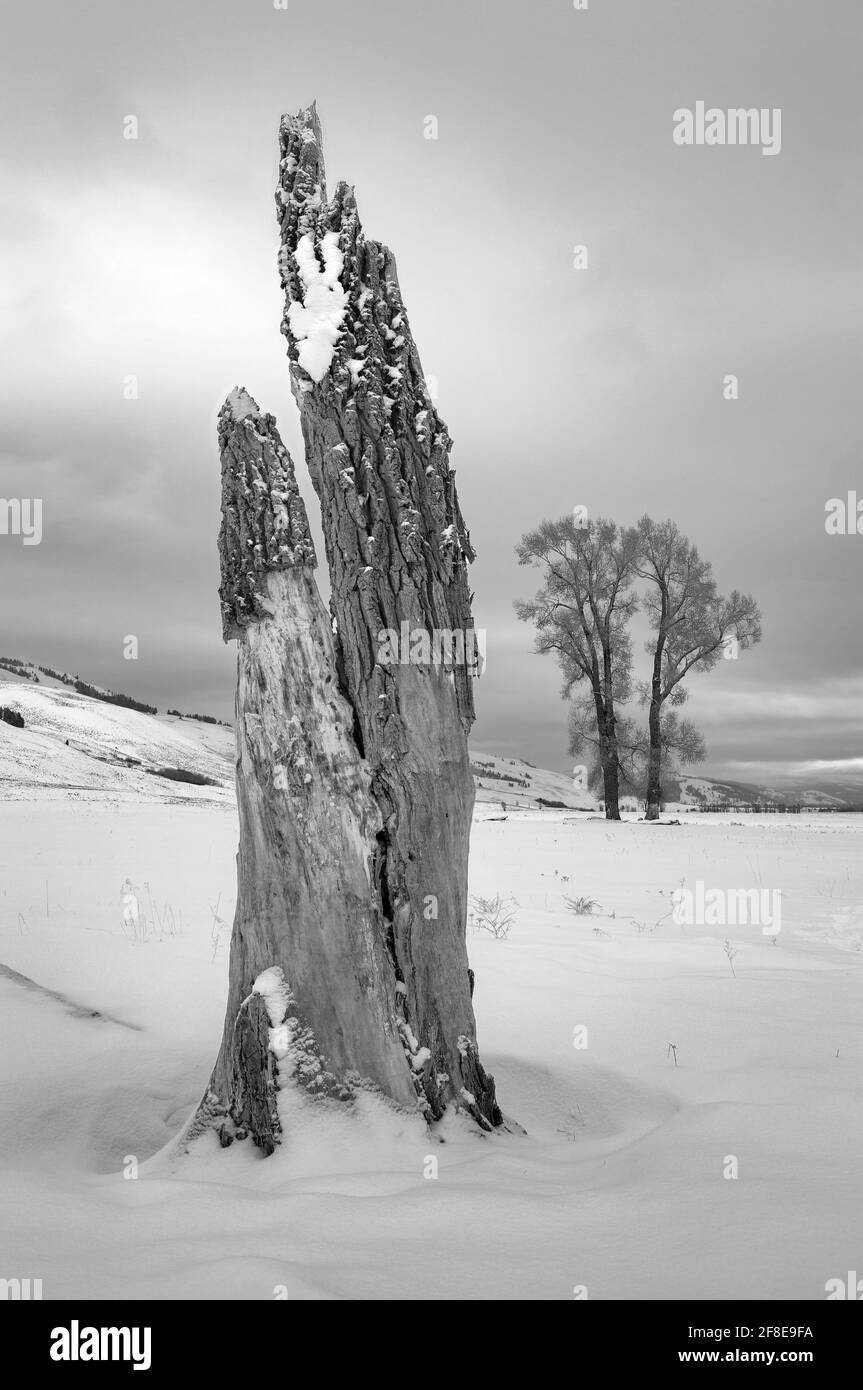 WY04646-00-BW....WYOMING - Cottonwood Bäume entlang des Lamar Valley im Yellowstone National Park. Stockfoto