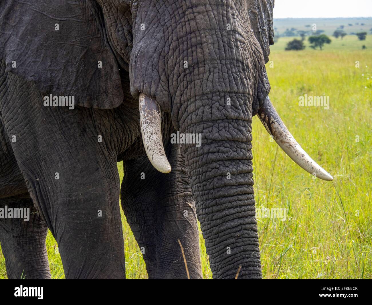 Serengeti-Nationalpark, Tansania, Afrika - 29. Februar 2020: Nahaufnahme des afrikanischen Elefantenrüssels und der Stoßzähne Stockfoto