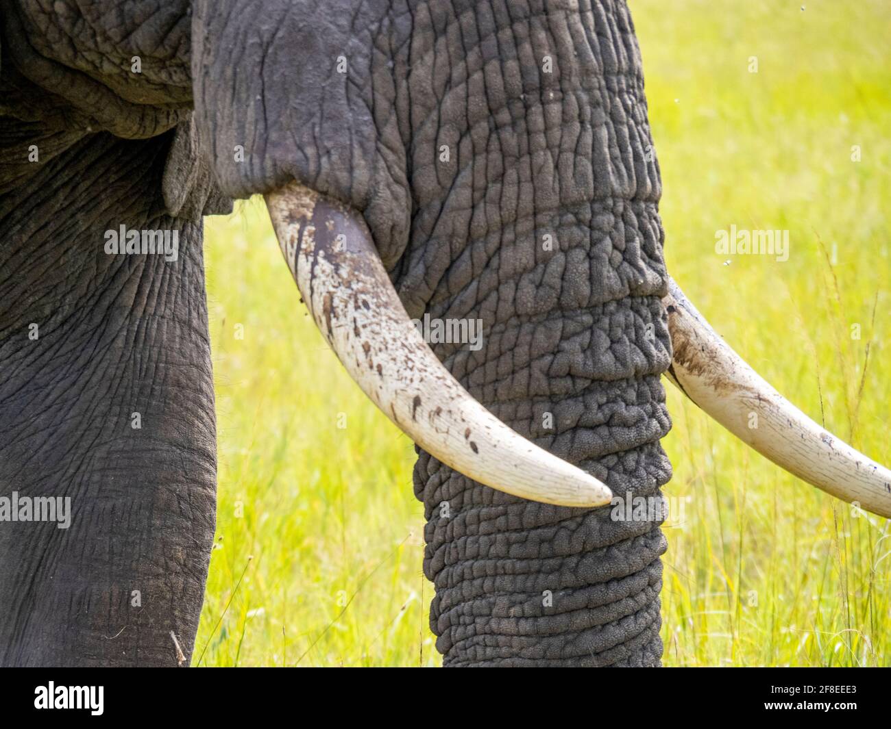 Serengeti-Nationalpark, Tansania, Afrika - 29. Februar 2020: Nahaufnahme des afrikanischen Elefantenrüssels und der Stoßzähne Stockfoto