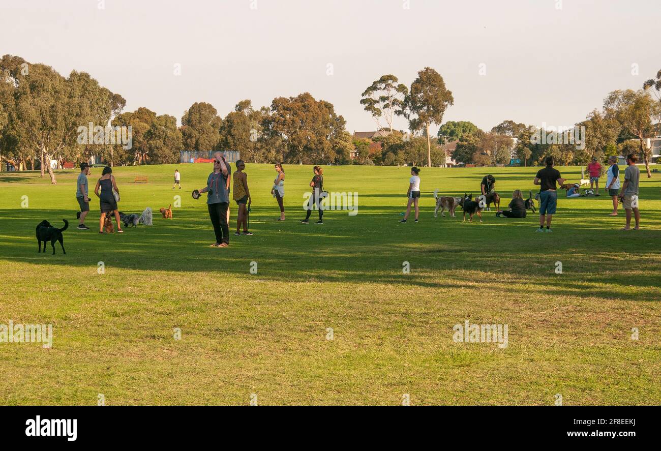 Bewohner und ihre Hunde treffen sich im Elsternwick Park, einem 37 Hektar großen Parklandreservat in den südöstlichen Vororten von Melbourne, Australien Stockfoto