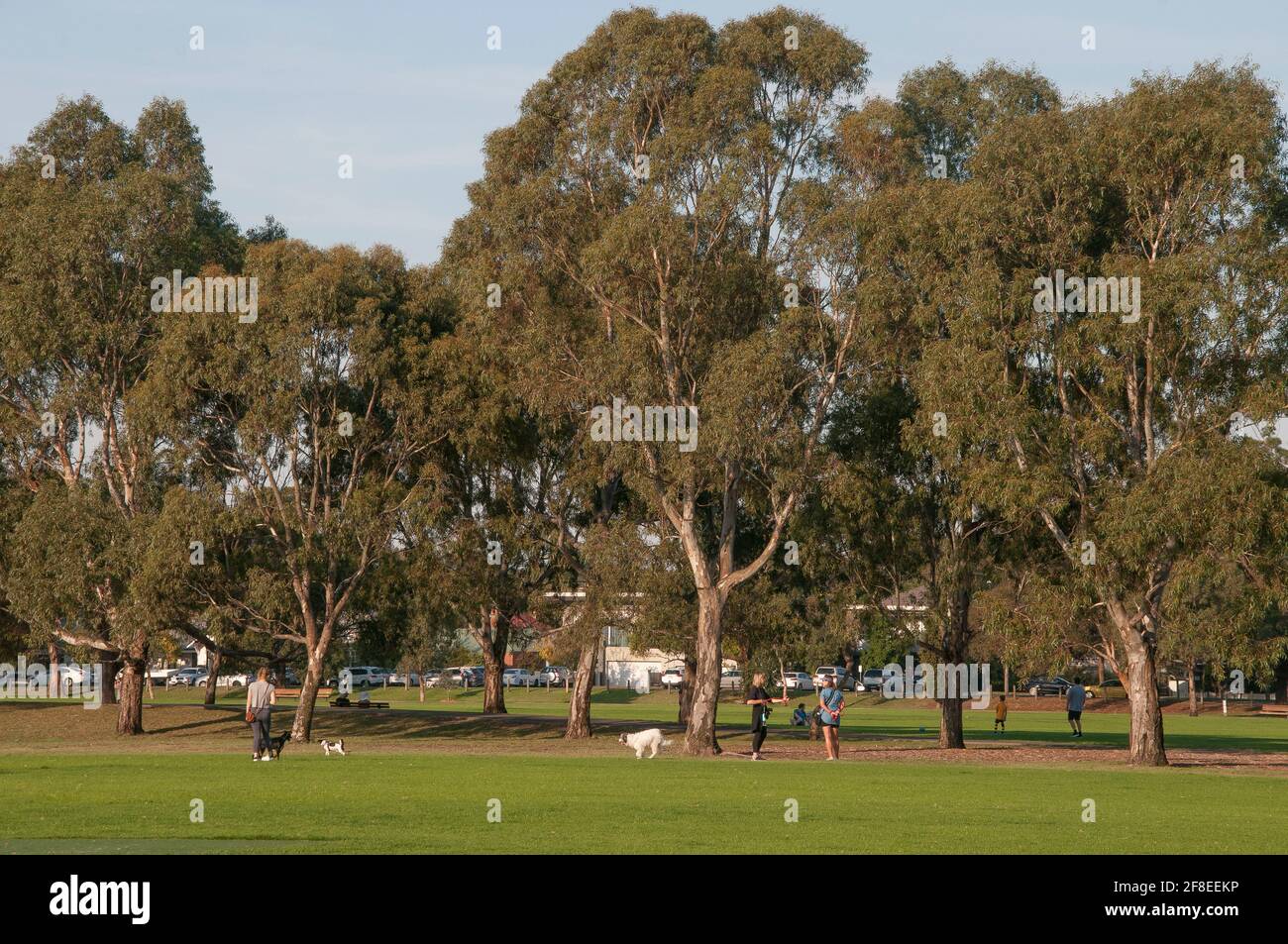 Die Bewohner laufen mit ihren Hunden im Elsternwick Park, einem 37 Hektar großen Parklandreservat in den südöstlichen Vororten von Melbourne, Australien Stockfoto