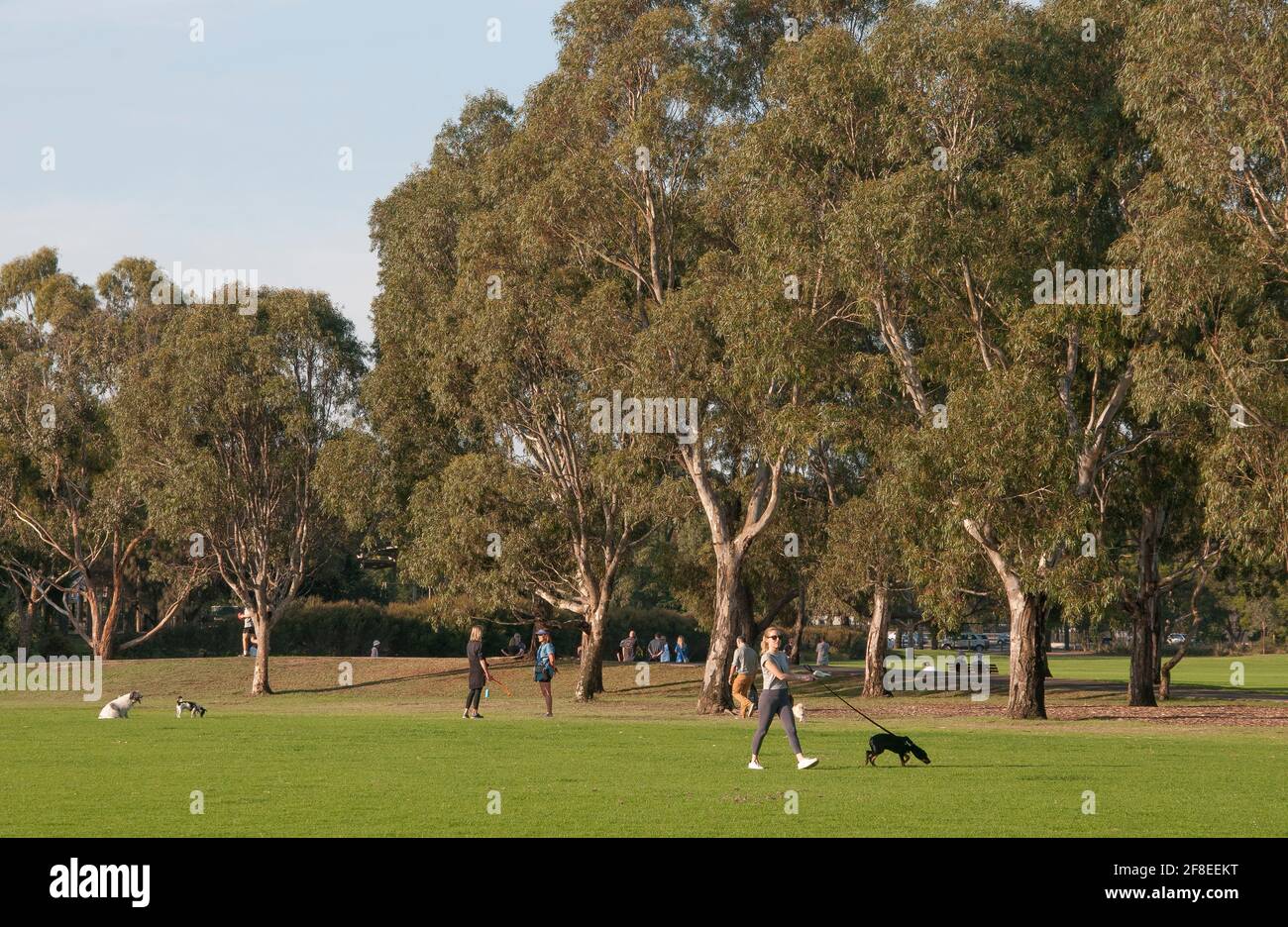 Die Bewohner laufen mit ihren Hunden im Elsternwick Park, einem 37 Hektar großen Parklandreservat in den südöstlichen Vororten von Melbourne, Australien Stockfoto