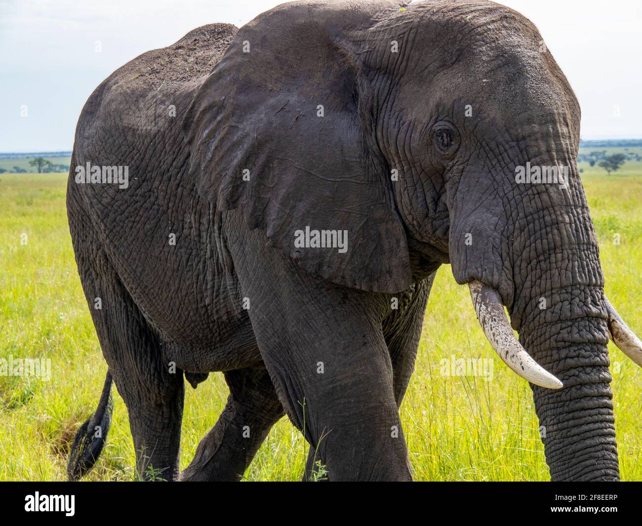 Serengeti-Nationalpark, Tansania, Afrika - 29. Februar 2020: Nahaufnahme des afrikanischen Elefantenrüssels und der Stoßzähne Stockfoto