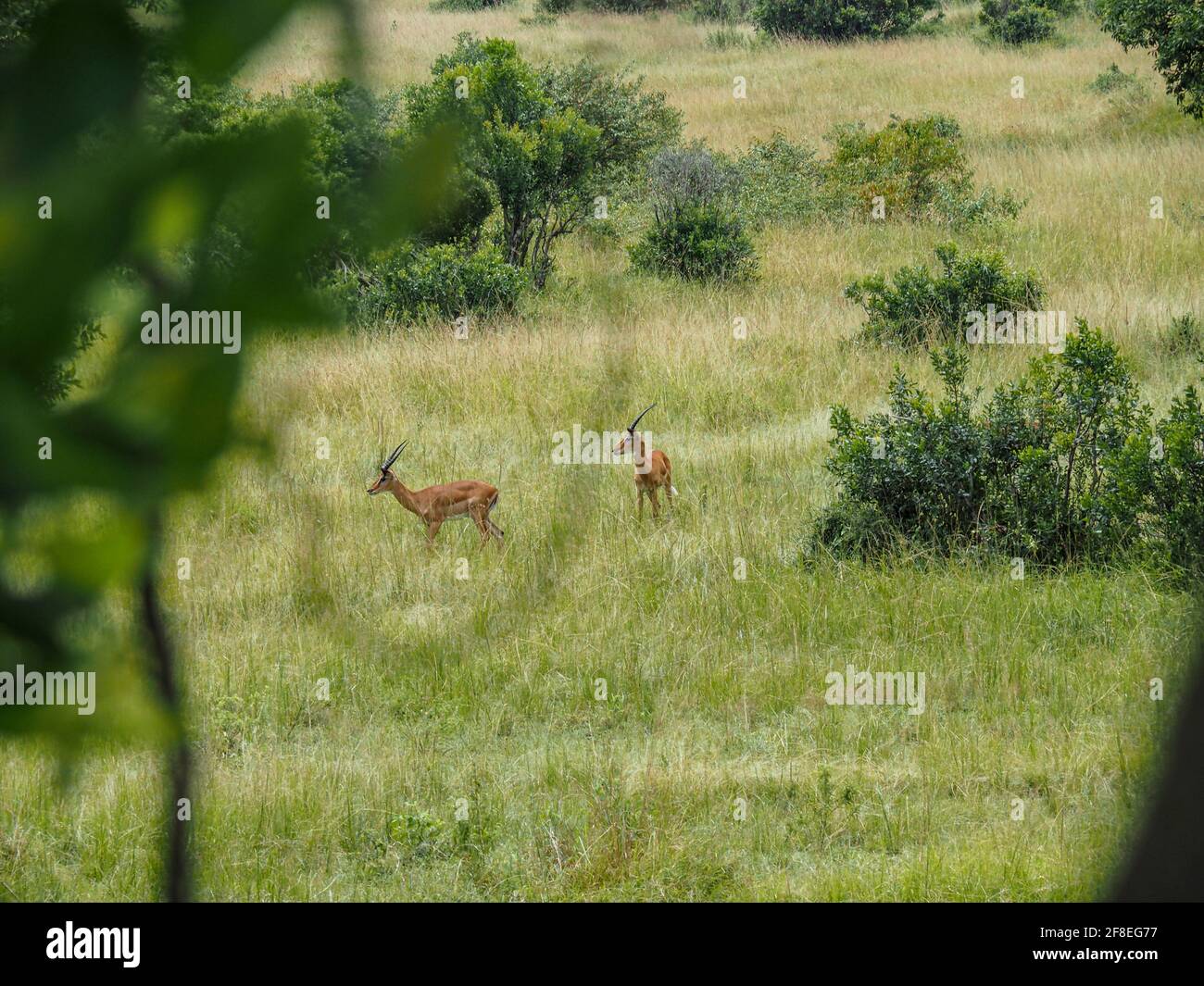 Masai Mara, Kenia, Afrika - 26. Februar 2020: Antilope über die Savannah, Masaai Mara Game Reserve Stockfoto
