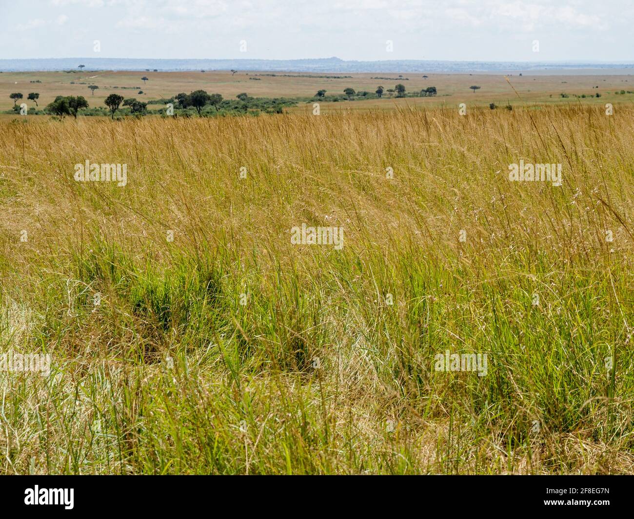 Masai Mara, Kenia, Afrika - 26. Februar 2020: Grasblick entlang der Savannah im Masai Mara Wildreservat Stockfoto