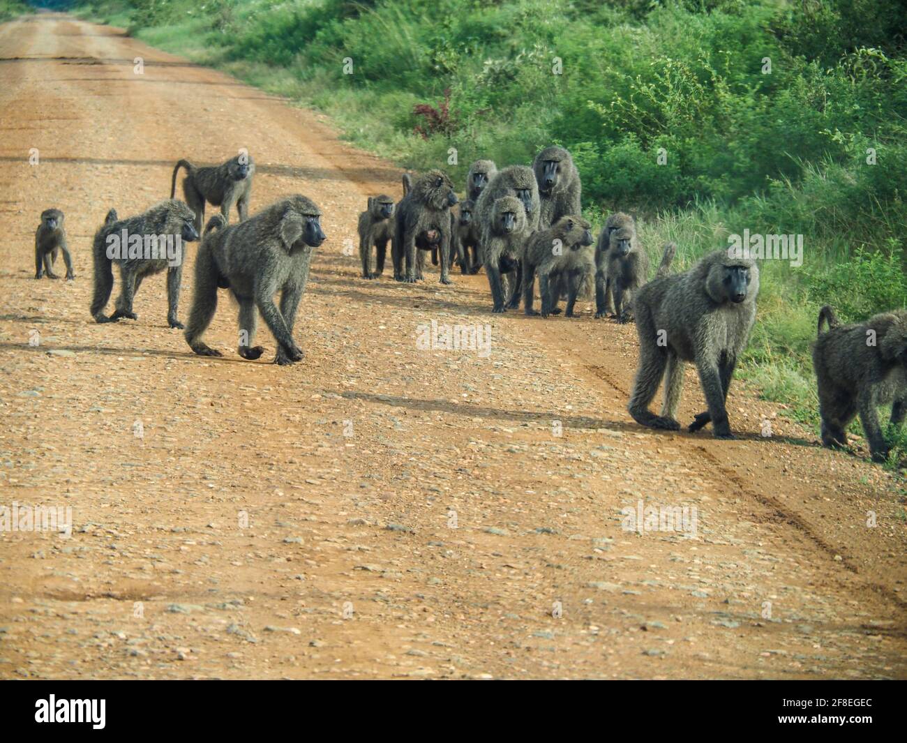 Serengeti-Nationalpark, Tansania, Afrika - 27. Februar 2020: Paviane am Straßenrand im Serengeti-Nationalpark, Tansania Stockfoto