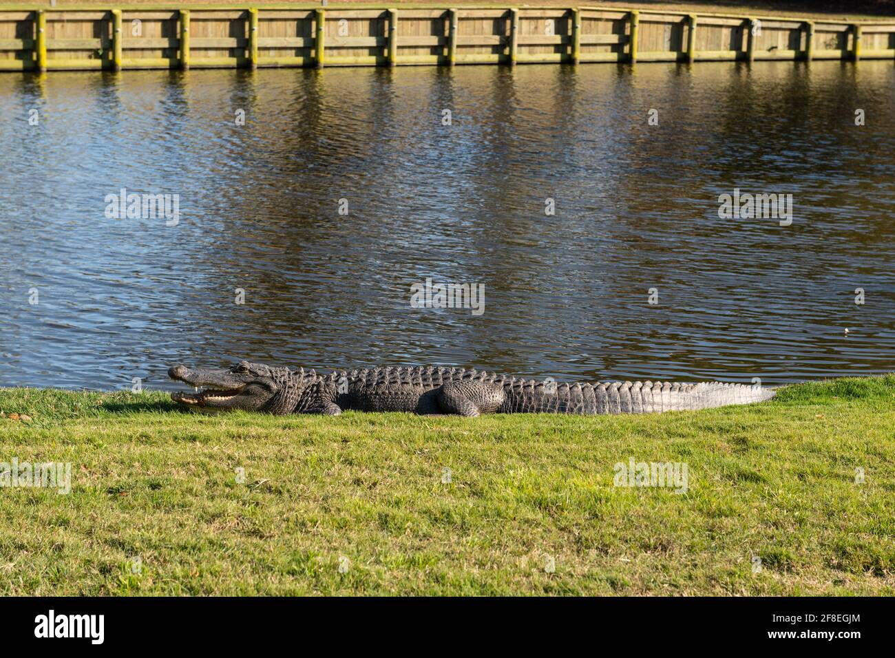 Wild Dunes Resort, South Carolina, USA - 5. April 2021. Wilde Alligatoren sonnen sich auf dem Golfplatz im Wild Dunes Resort, Isle of Palms, South Carolina. Stockfoto