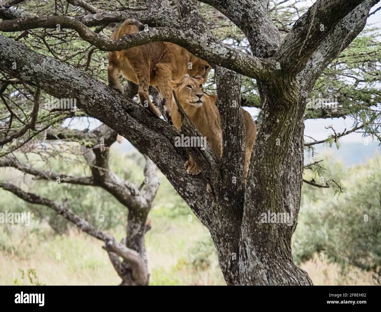 Stolz auf Löwen, die auf Akazienbäumen klettern, Lake Nakuru National Park, Kenia, Afrika Stockfoto