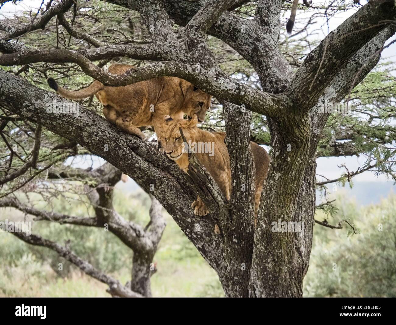 Stolz auf Löwen, die auf Akazienbäumen klettern, Lake Nakuru National Park, Kenia, Afrika Stockfoto