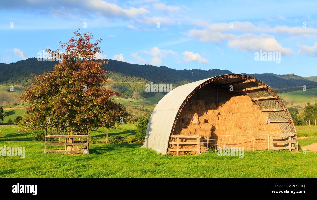 Eine halbrunde Wellblechscheune voller Heuballen auf einem Bauernhof in der Region Waikato, Neuseeland Stockfoto