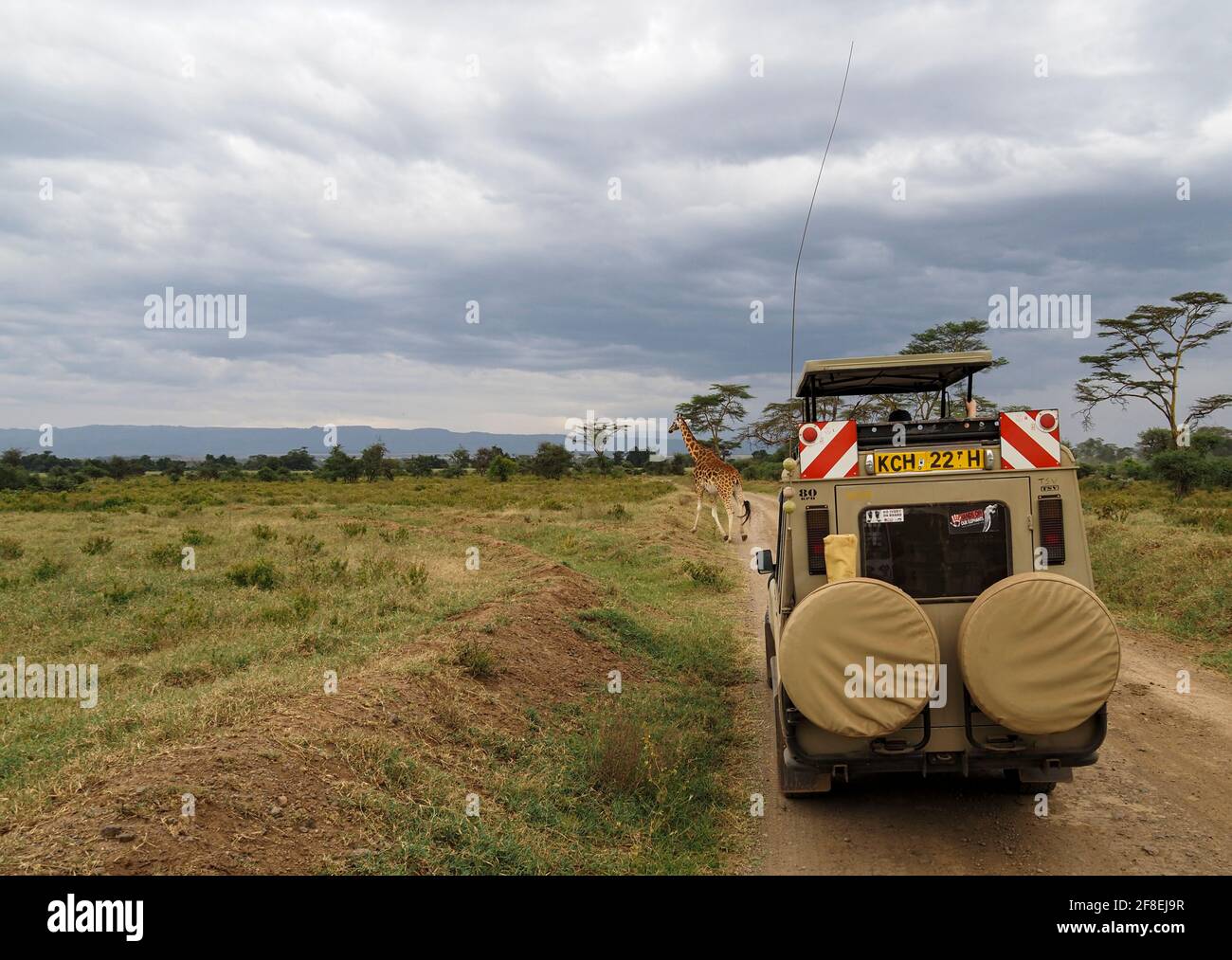 Rothchild's Giraffen überquert die Straße vor Safari Jeeps, Lake Nakuru, Kenia, Afrika Stockfoto