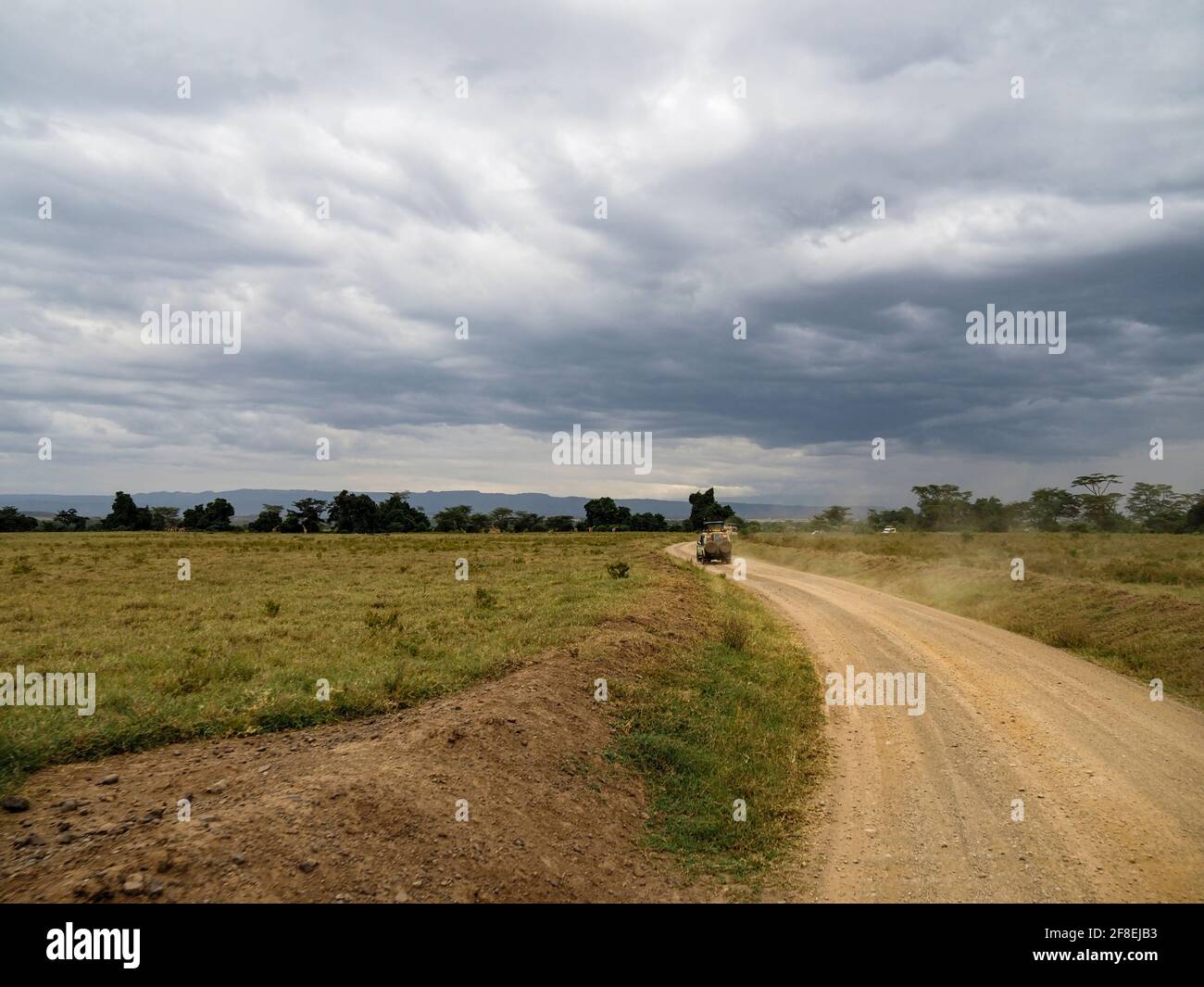 Rothchild's Giraffen überquert die Straße vor Safari Jeeps, Lake Nakuru, Kenia, Afrika Stockfoto