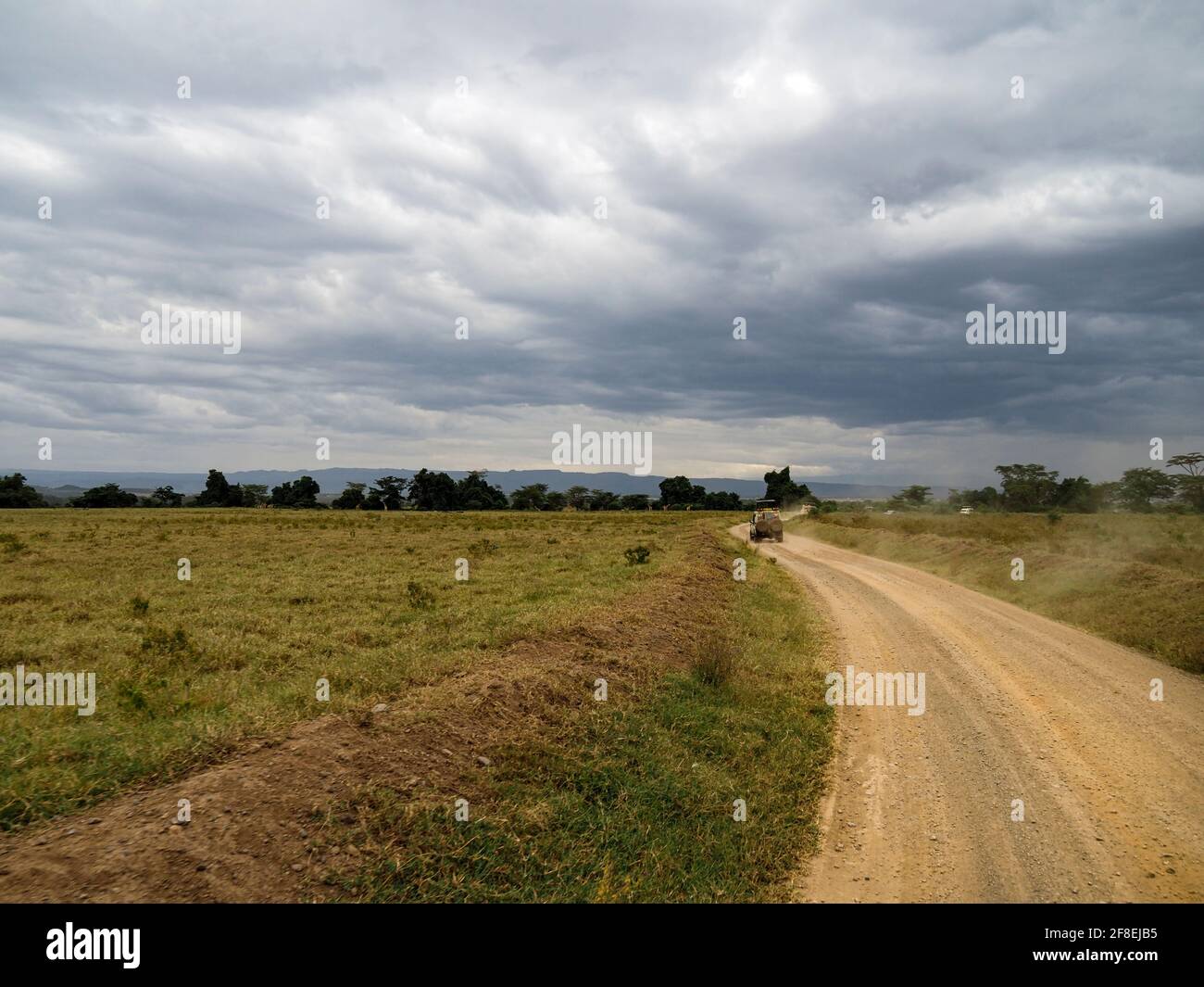 Rothchild's Giraffen überquert die Straße vor Safari Jeeps, Lake Nakuru, Kenia, Afrika Stockfoto