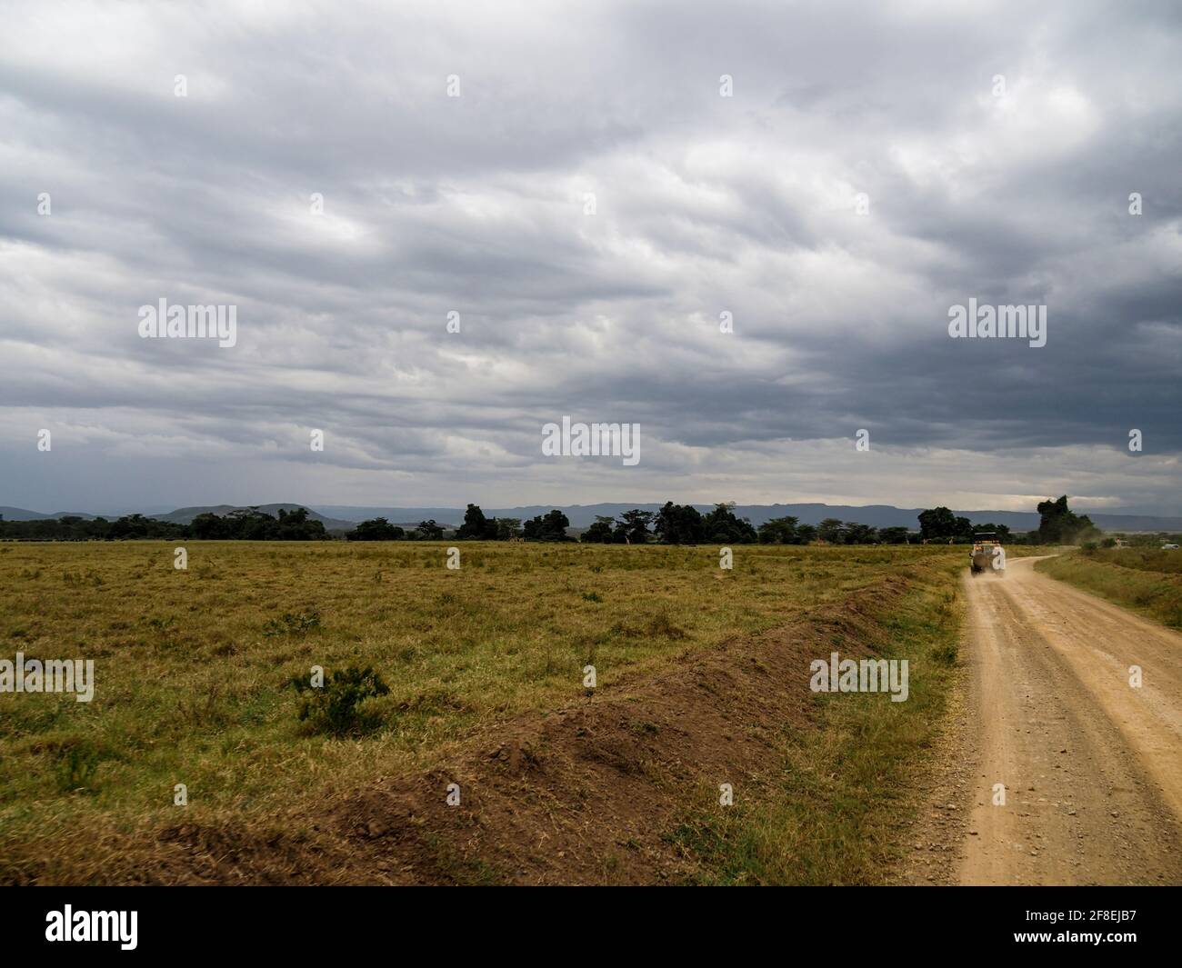 Rothchild's Giraffen überquert die Straße vor Safari Jeeps, Lake Nakuru, Kenia, Afrika Stockfoto
