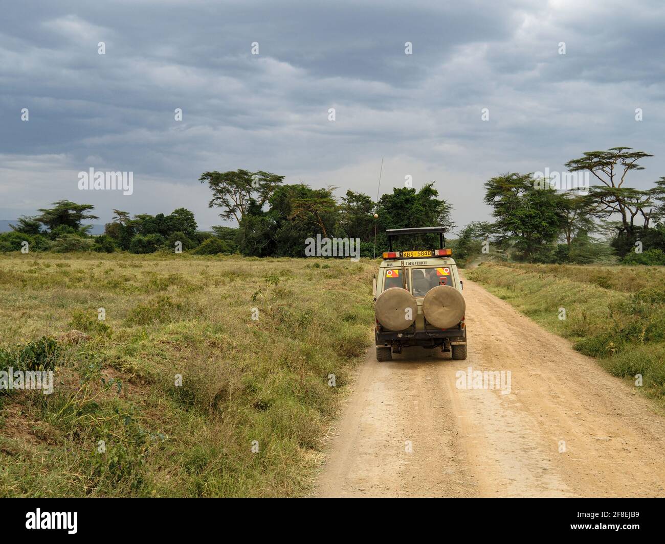 Rothchild's Giraffen überquert die Straße vor Safari Jeeps, Lake Nakuru, Kenia, Afrika Stockfoto