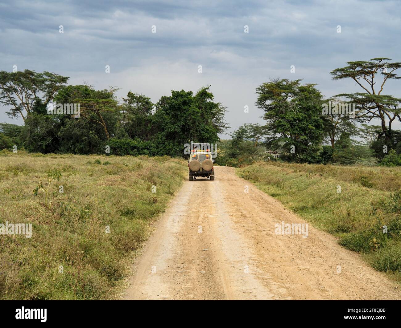 Rothchild's Giraffen überquert die Straße vor Safari Jeeps, Lake Nakuru, Kenia, Afrika Stockfoto