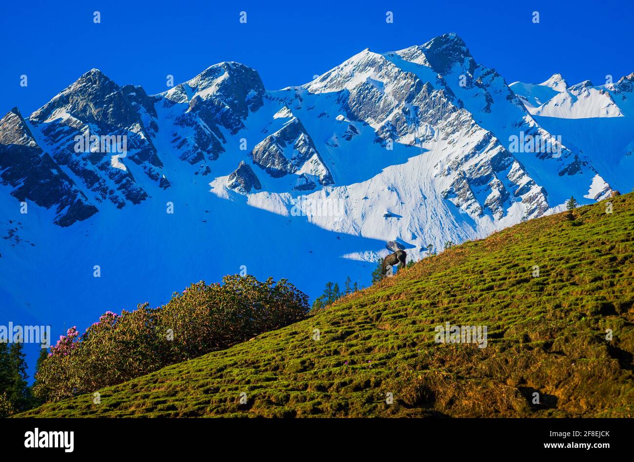 Landschaft in den Bergen. Blick auf die majestätischen Himalaya-Berge auf dem Trek to Surpass im Parvati Valley, Himachal Pradesh, Indien. Stockfoto