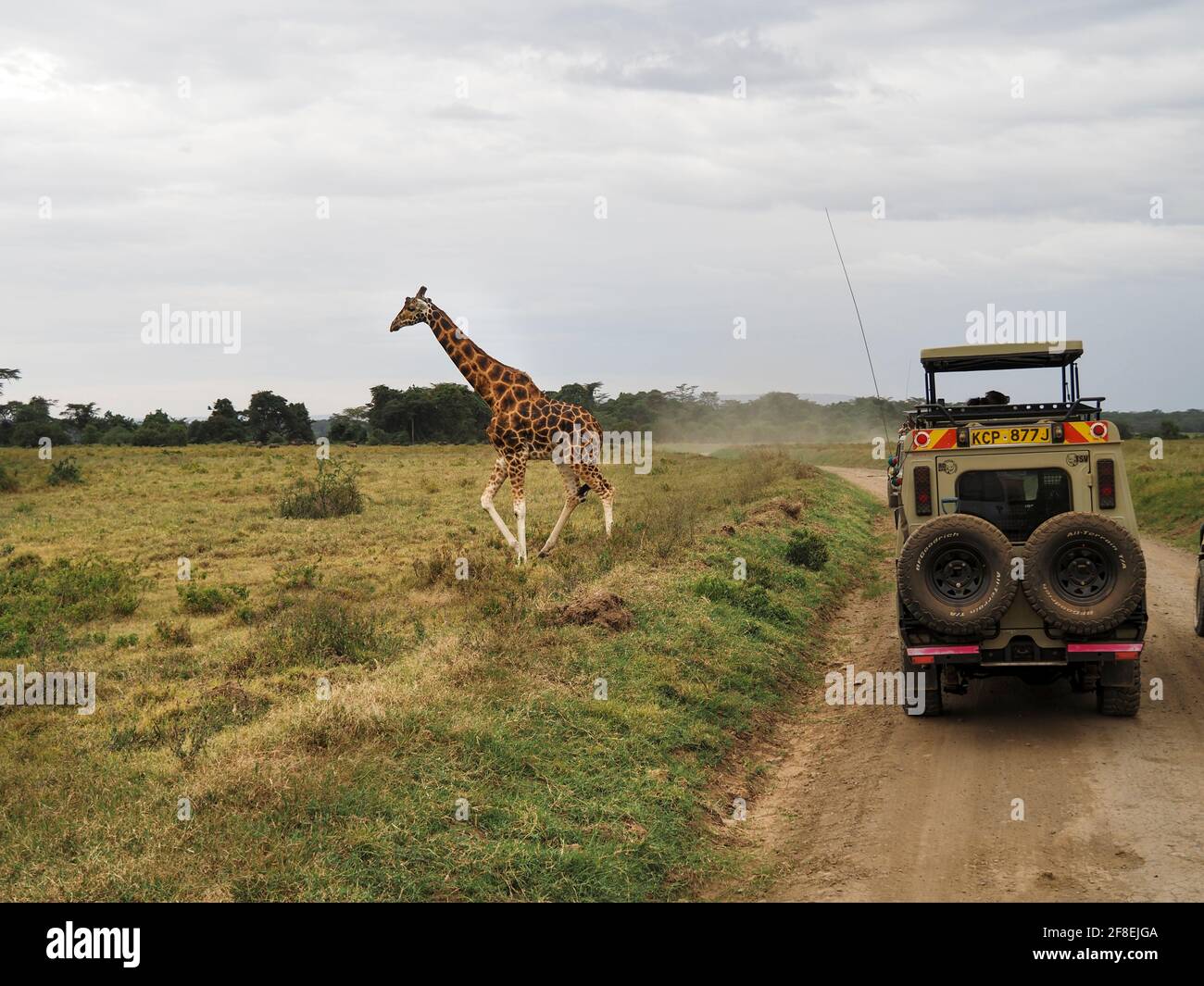 Rothchild's Giraffen überquert die Straße vor Safari Jeeps, Lake Nakuru, Kenia, Afrika Stockfoto