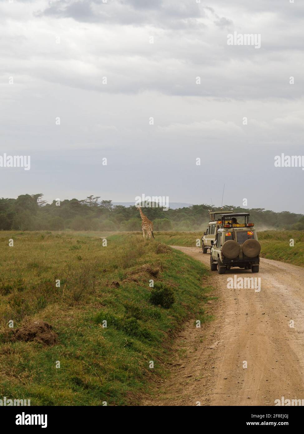 Rothchild's Giraffen überquert die Straße vor Safari Jeeps, Lake Nakuru, Kenia, Afrika Stockfoto