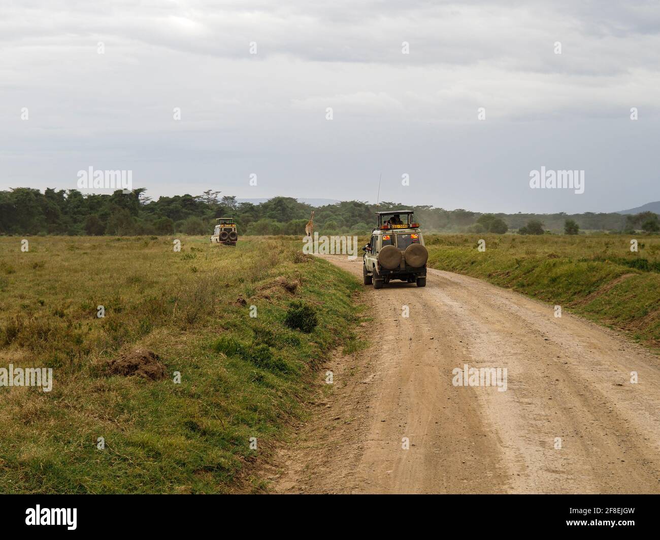 Rothchild's Giraffen überquert die Straße vor Safari Jeeps, Lake Nakuru, Kenia, Afrika Stockfoto