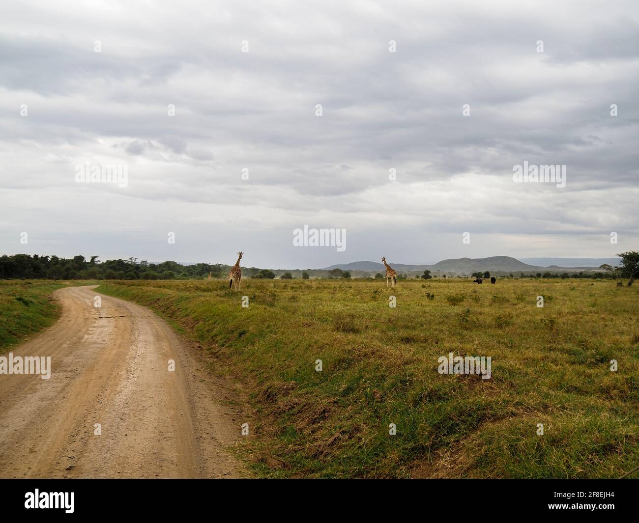 Rothchild's Giraffen überquert die Straße vor Safari Jeeps, Lake Nakuru, Kenia, Afrika Stockfoto