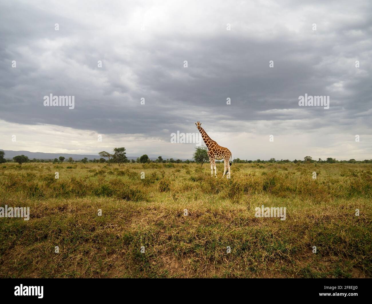 Rothschilds Giraffen durchstreifen die afrikanische Savanne im Lake Nakuru, Kenia, Afrika Stockfoto