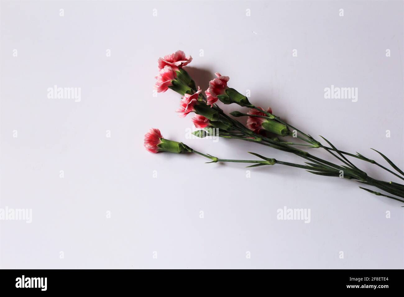 Rosa Nelkenblumen isoliert auf einem weißen Schreibtisch, mit Platz für Text. Leerraum im Hintergrund. Frühjahrskonzept. Romantisches Konzept. Romantik Stockfoto