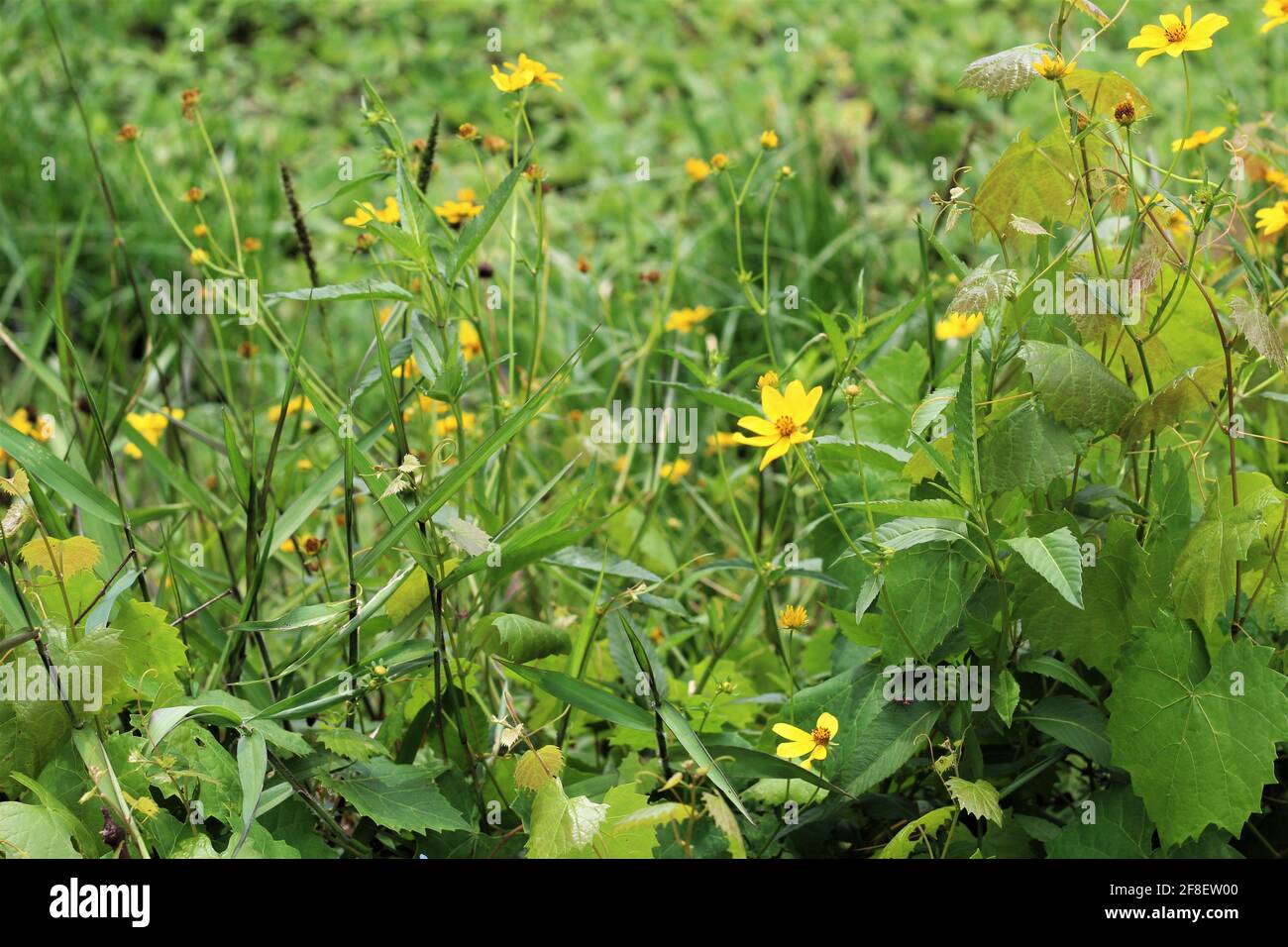 Kleine gelbe Heliopsis helianthoides Blume auch als falsche Sonnenblume in einem Garten im Freien bekannt Stockfoto