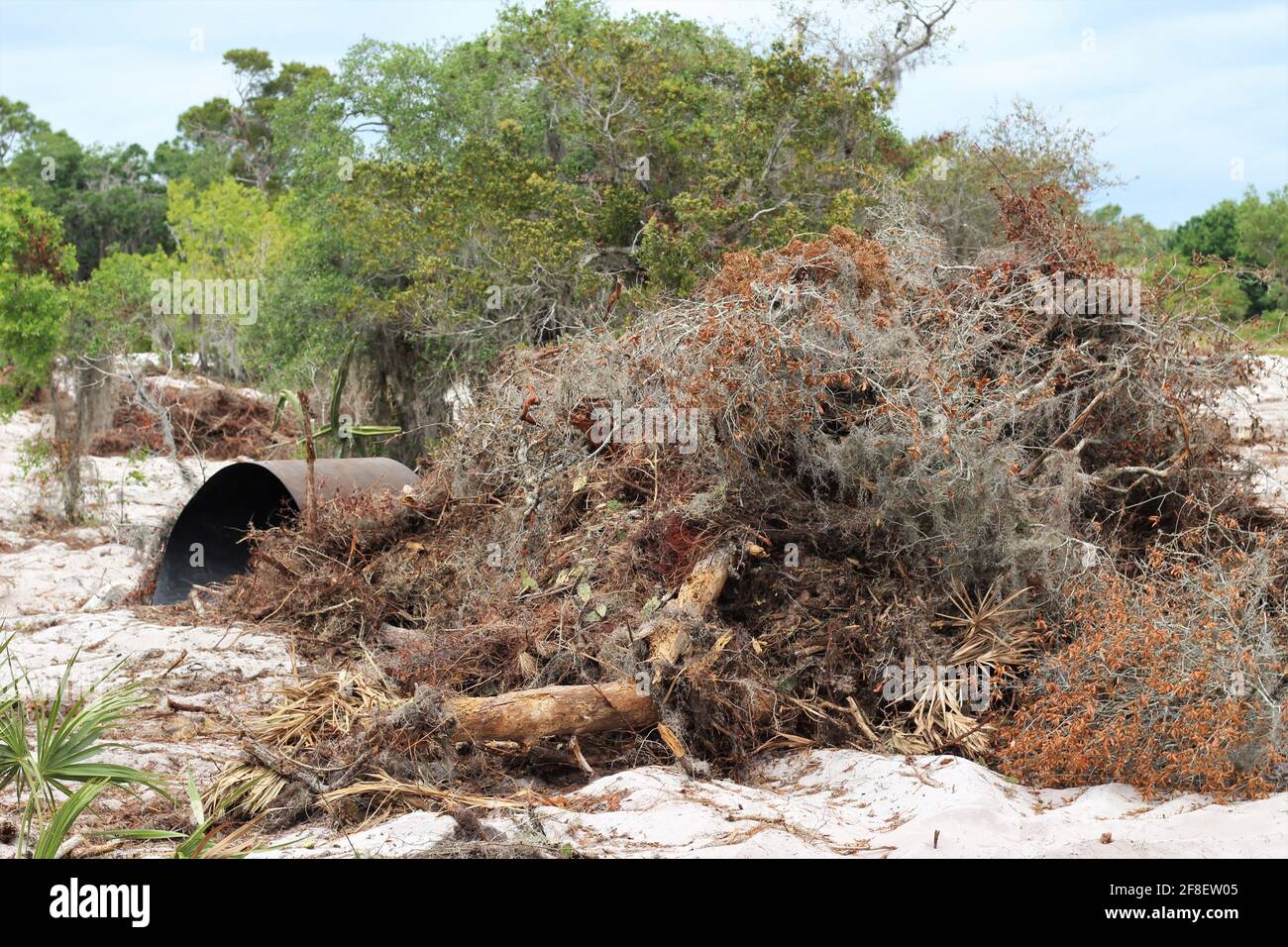 Spanisches Moos, ausgetrocknete Äste und andere getrocknete Pflanzen in einem großen Haufen draußen, bereit, verbrannt zu werden, um einen Waldbrand zu vermeiden. Slash und brennen, um Land zu löschen Stockfoto