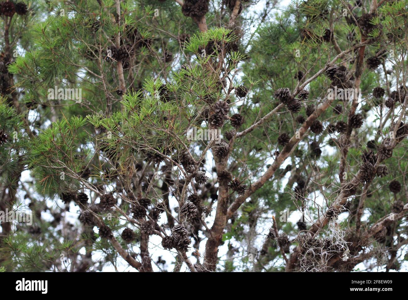 Sandkiefer, Arten von Pines auch bekannt als Florida Fichte Kiefer, Alabama Kiefer und Buschkiefer. Stockfoto