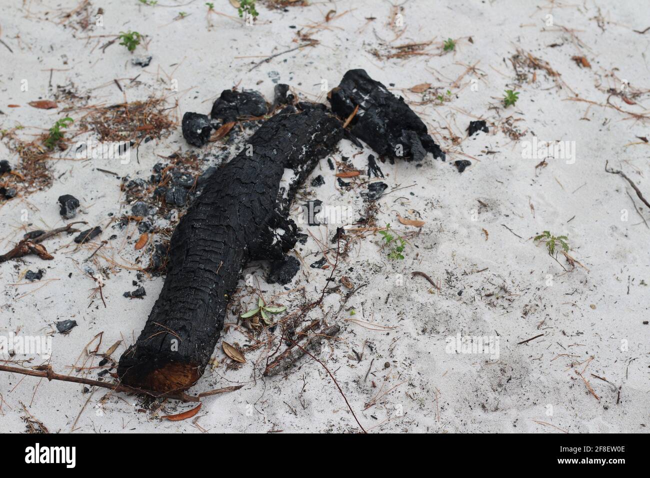 Burt Stück Holzbalken auf dem Boden von einem Waldbrand in der Nähe des Strandes. Stockfoto