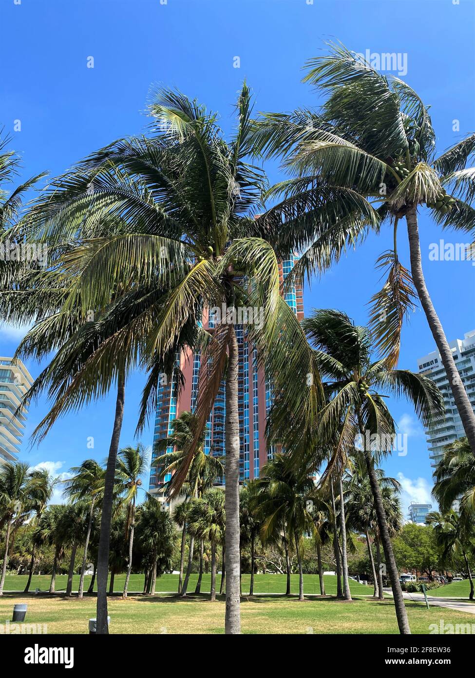 Portofino Tower ist ein Wolkenkratzer in Miami Beach, Florida. South Beach. Hochhaus versteckt hinter Palmen Stockfoto