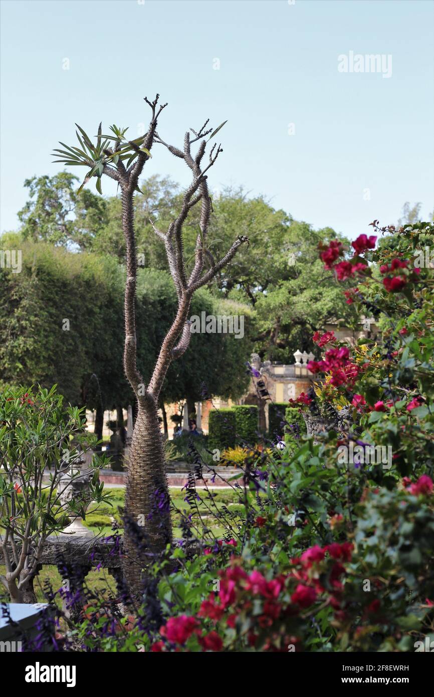Schöner formeller Garten mit einer Madagaskar-Palme, einer Art Pachypodium-Pflanze, die auch als Ghost-Men bekannt ist. Stockfoto