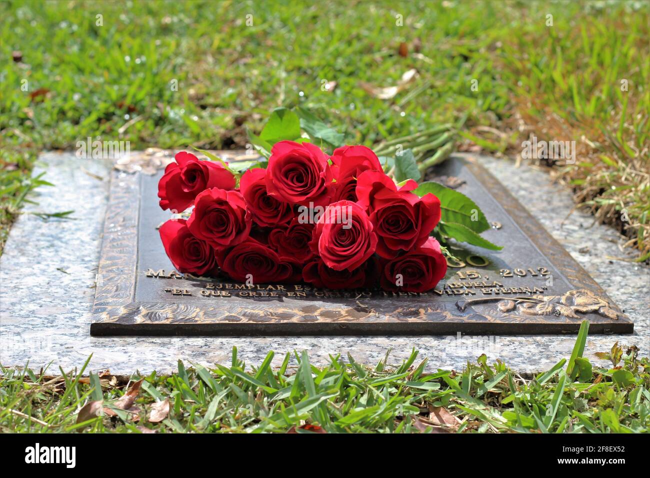 Rote Rosen auf einer Friedhofstafel eines geliebten Verlorenen. Friedhof, Verlust eines geliebten Konzepts. Stockfoto