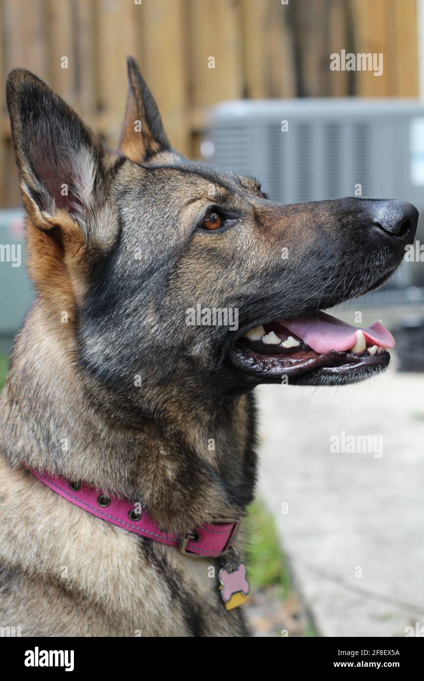 Nahaufnahme eines schönen reinrassigen deutschen Schäferhundes, verschwommener Hintergrund. Stockfoto