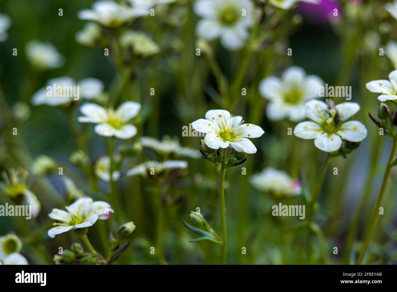 Schöne weiße Blumen. Foto mit weichem Fokus Stockfoto