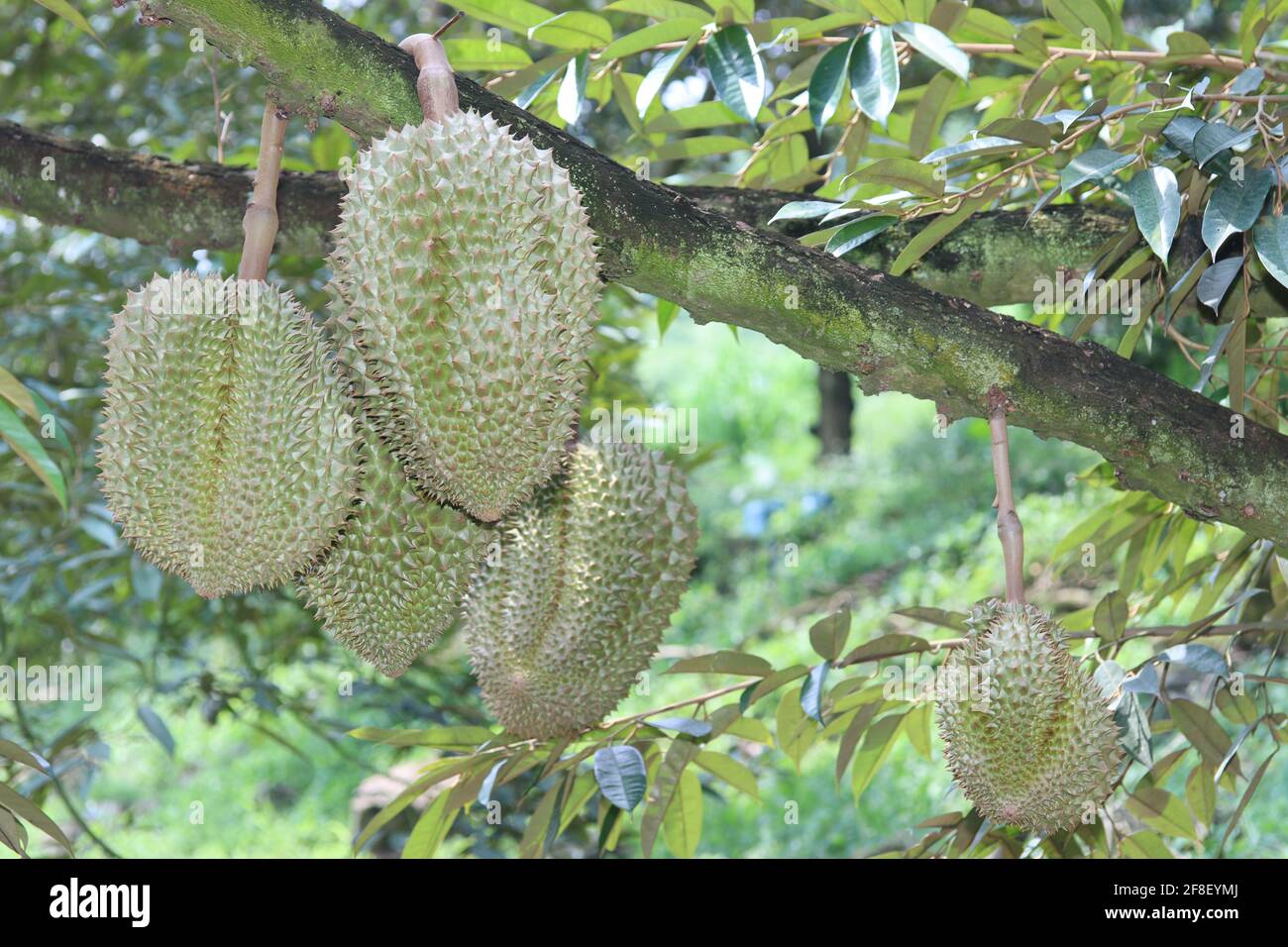 Viele Monthong Durians (Thailand King of Fruit) auf Baum im landwirtschaftlichen Garten. Selektiver Fokus Stockfoto