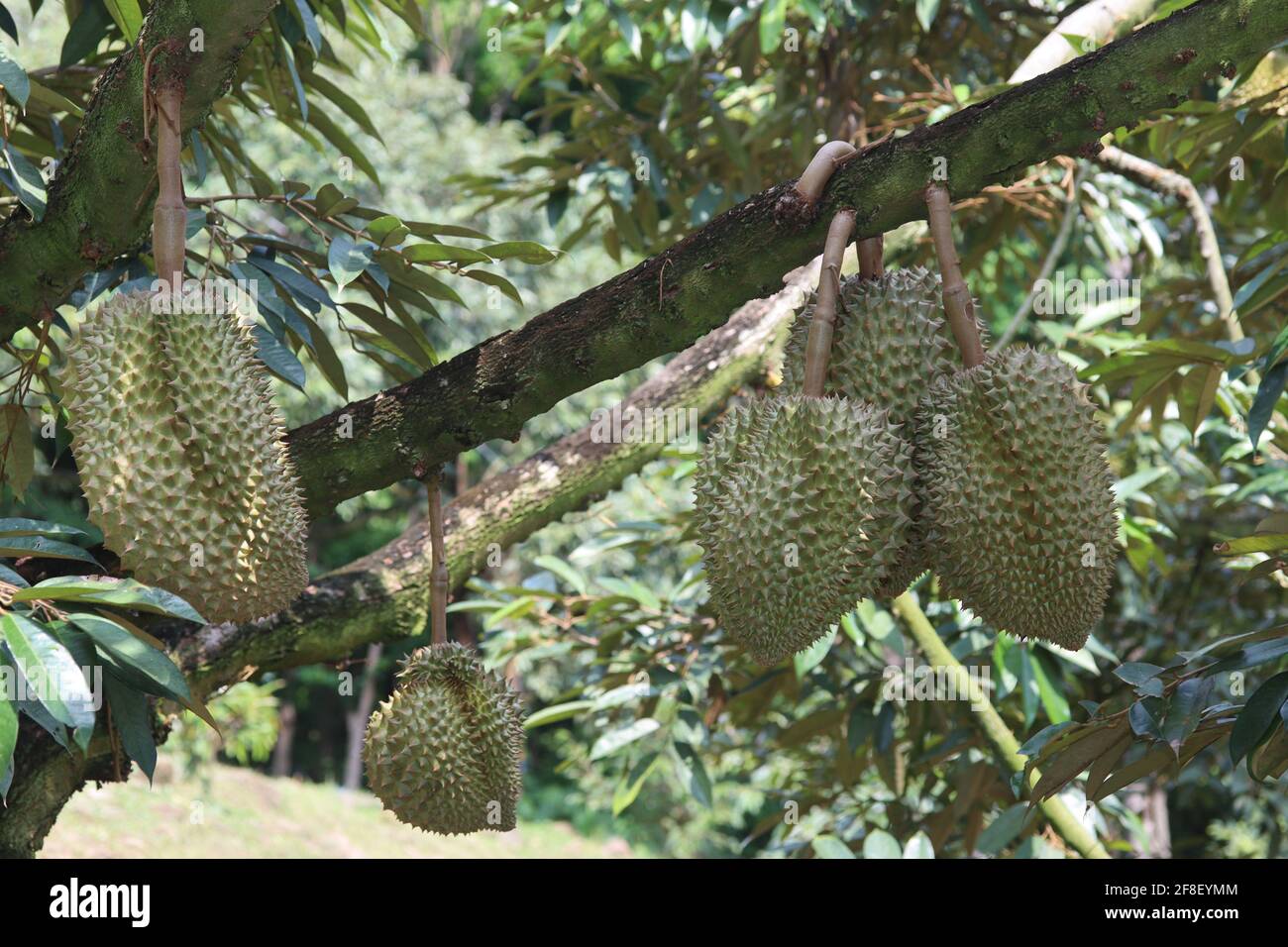 Viele Monthong Durians (Thailand King of Fruit) auf Baum im landwirtschaftlichen Garten. Selektiver Fokus Stockfoto