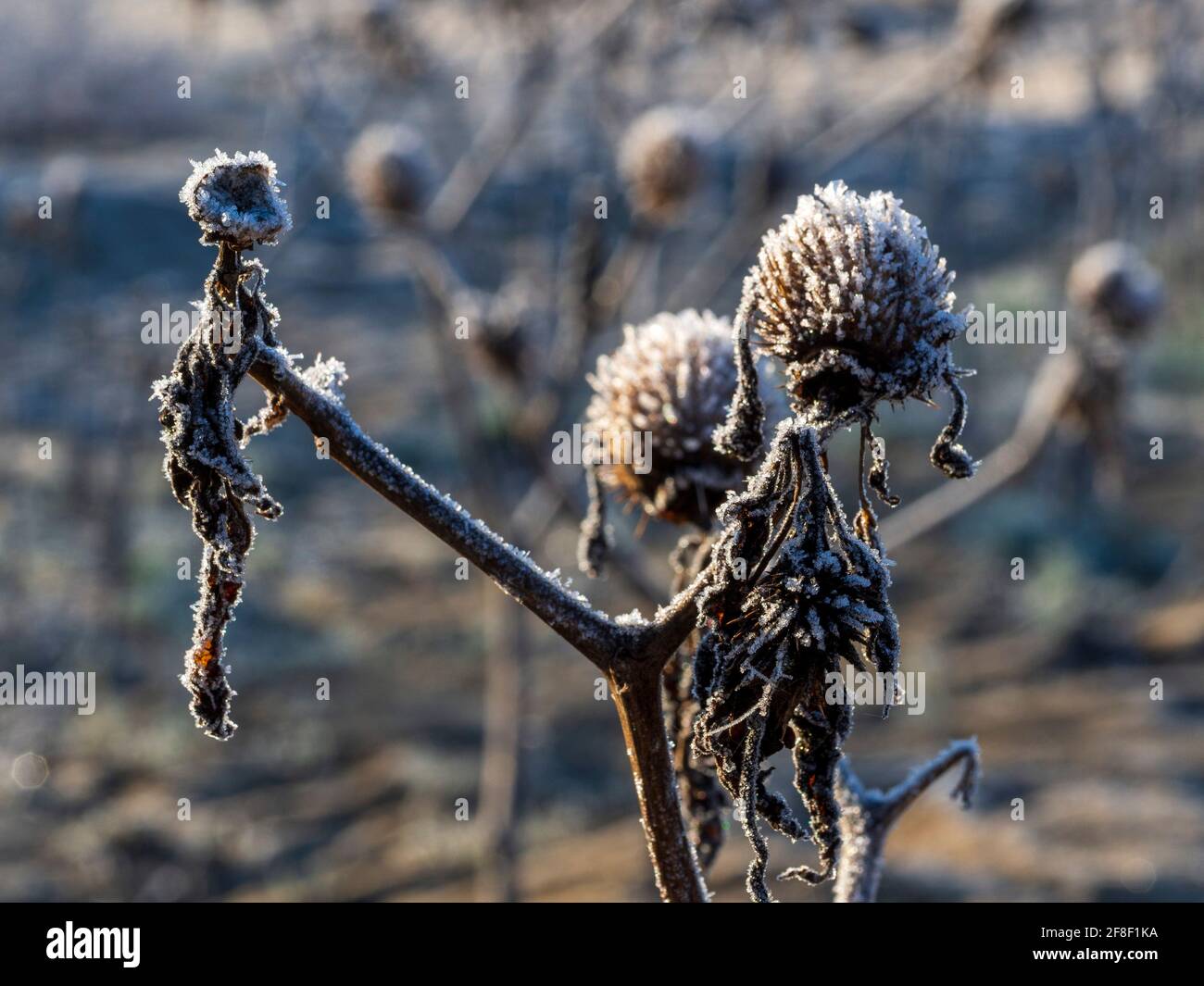 Datura stramonium bedeckt mit Frost im Winter. Stockfoto