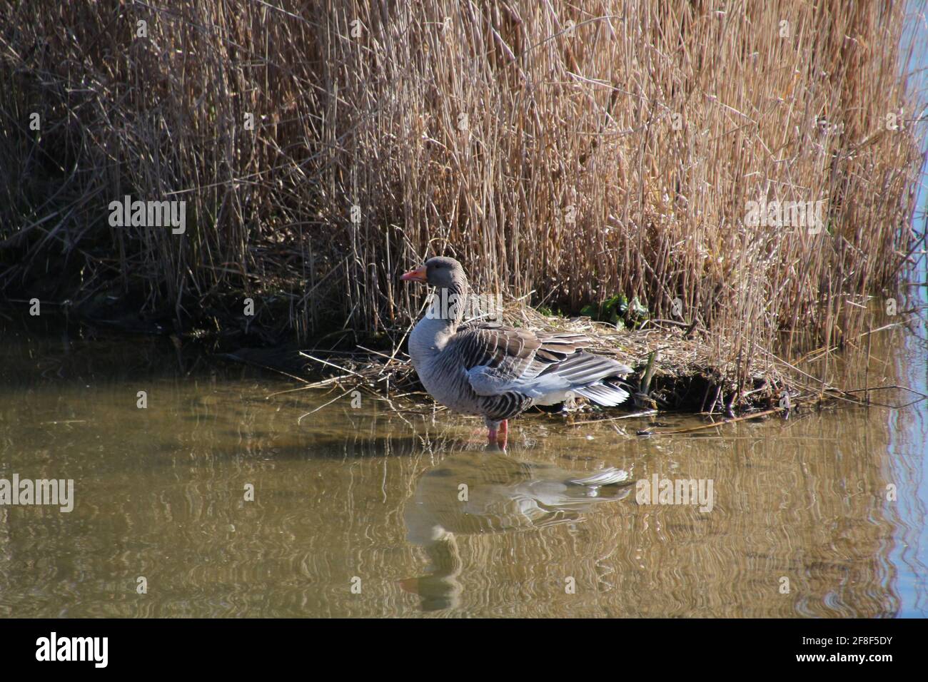 Graugans im Frühling in einem See in Berlin, Deutschland Stockfoto
