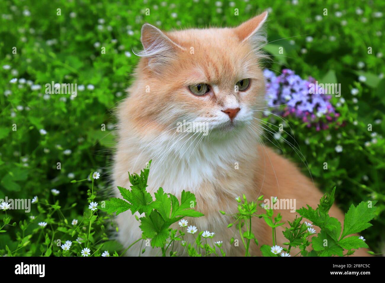 Wütende rothaarige verlorene Katze schaut aus dem grünen Gras. Traurige vermisste Katze auf der Suche nach einem Zuhause. Ein verlassenes Tier auf der Straße Stockfoto