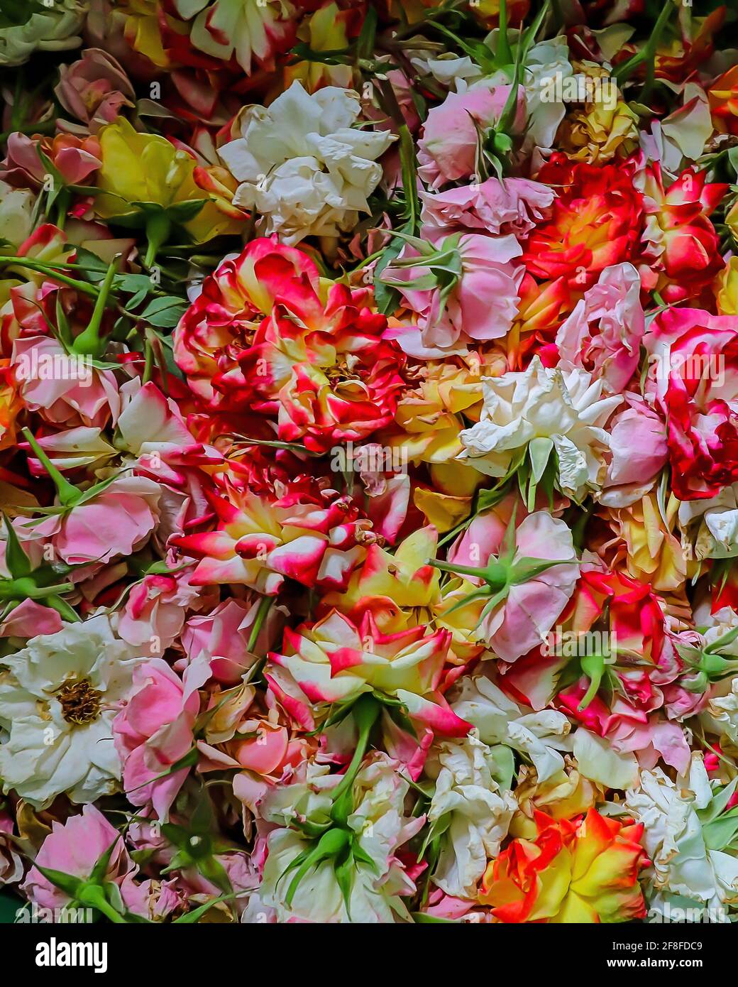 Verschiedene farbige Rosen versammelten sich Stockfoto