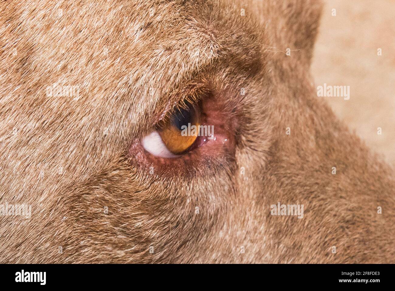 Auge eines Pitbull Terrier Hundetieres, Nahaufnahme. Stockfoto