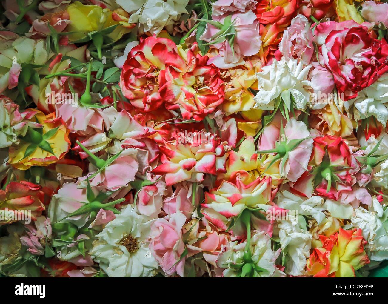 Verschiedene farbige Rosen versammelten sich Stockfoto