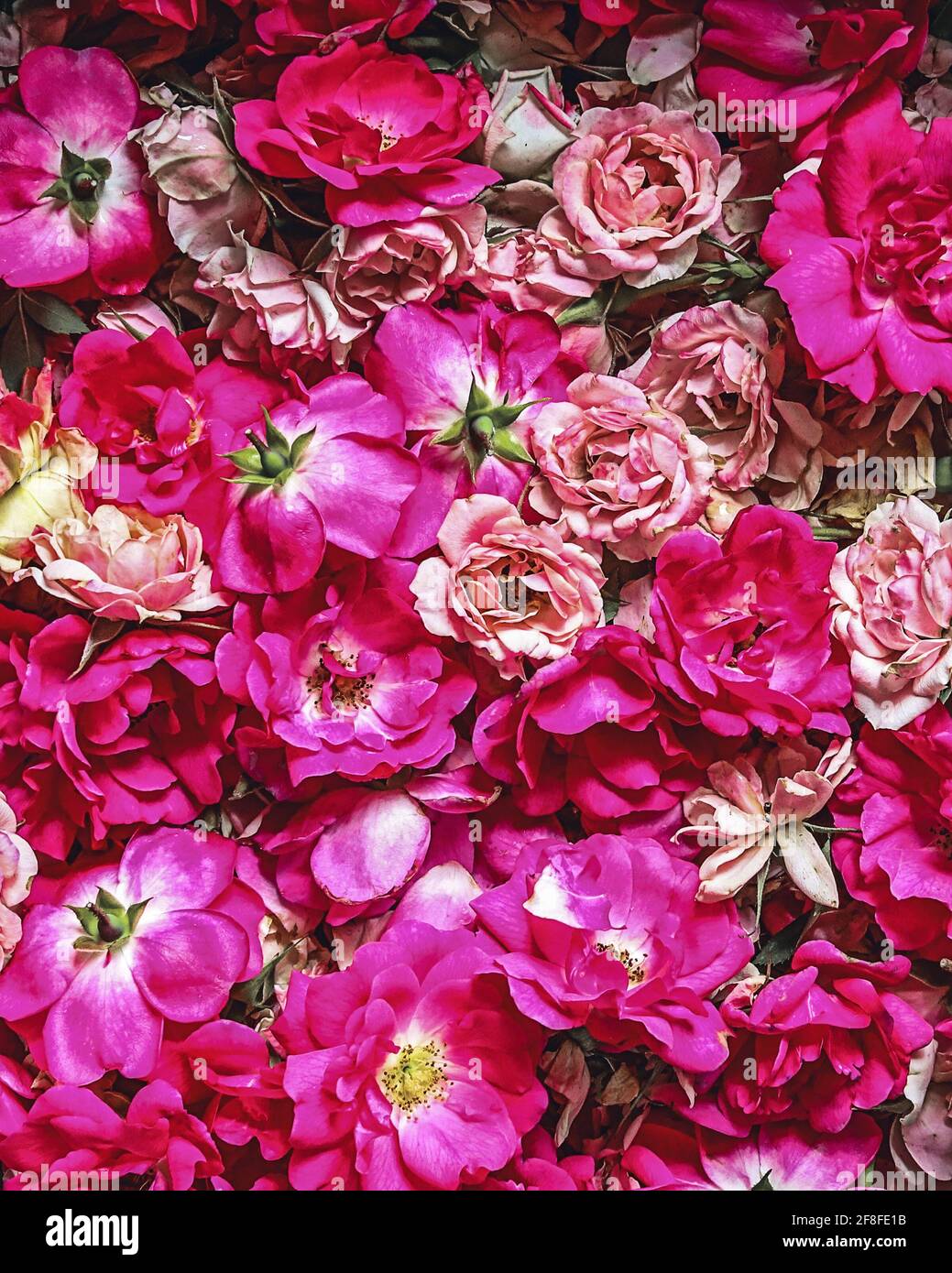Rote und rosafarbene Rosen, frisch aus dem Garten zusammengeschnitten Stockfoto