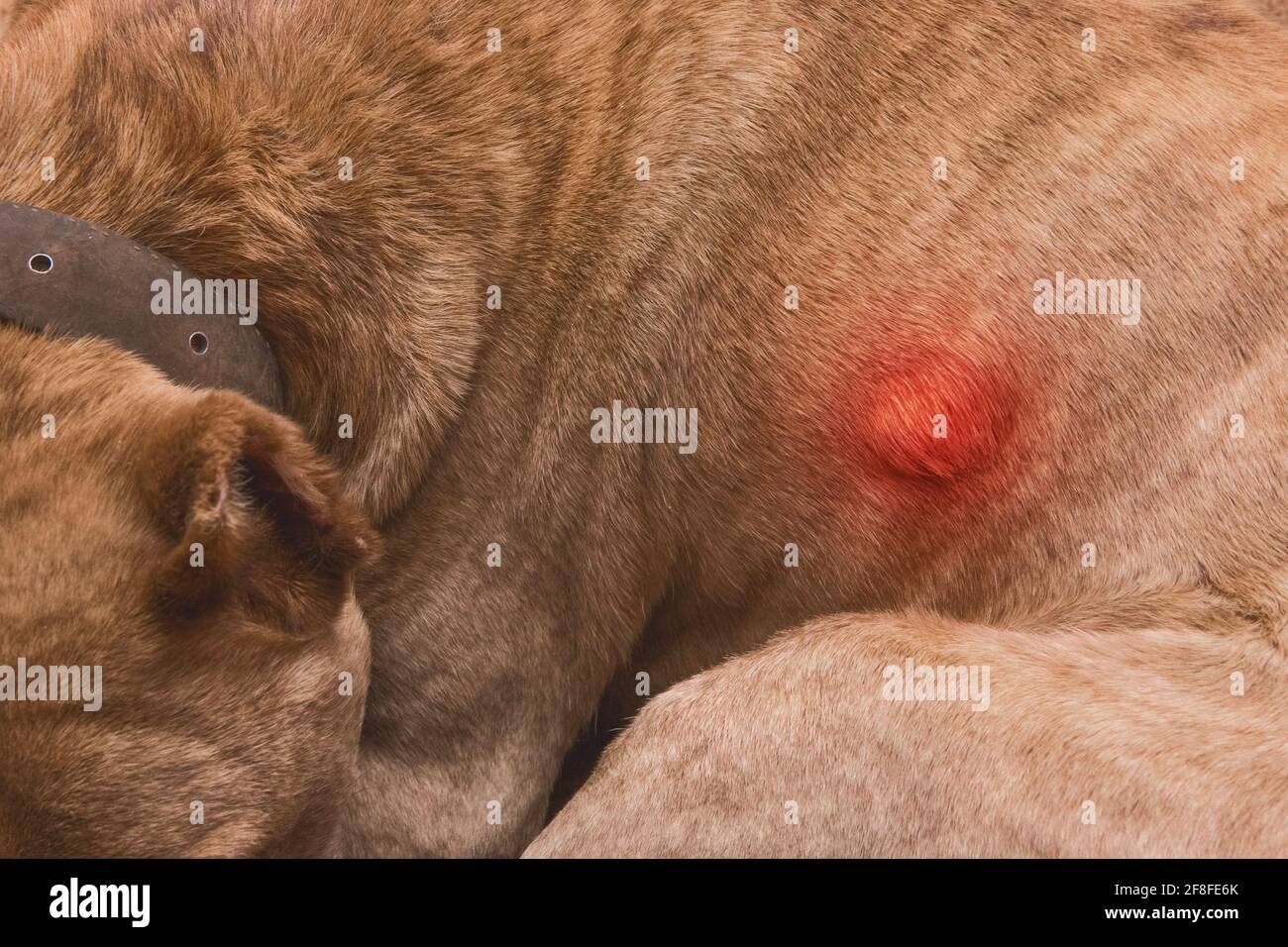 Eine Wunde, Schwellung oder falsch fusionierten Knochen auf den Körper des Hundes, Nahaufnahme. Stockfoto